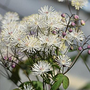 Thalictrum petal. 'Ghent Ebony' GM P9