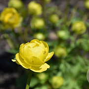 Trollius 'Lemon Supreme' GM P9