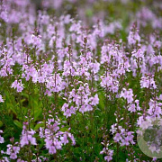 Veronica cantiana 'Kentish Pink' GM P9