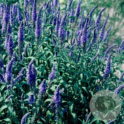 Veronica longif. 'Blue John' GM P9