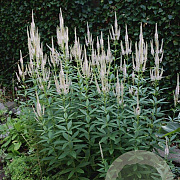 Veronicastrum virg. 'Roseum' GM P9