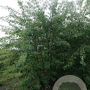 Acer s. 'Laciniatum Wieri' 10-12 HO draadkluit