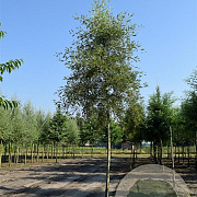 Alnus glutinosa 'Imperialis' 6-8 HO draadkluit