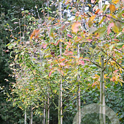 Amelanchier laevis 'Snowflakes' 6-8 HO draadkluit
