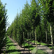 Carpinus bet. 'Fastigiata' 6-8 HO draadkluit