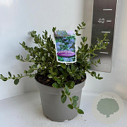 Ceanothus griseus 'Yankee Point' 30-40 cm 5,0L