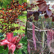 Corylus col. 'Te-Terra Red' 200-250 cm wortelgoed