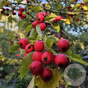 Crataegus durobrivensis 6-8 HO draadkluit