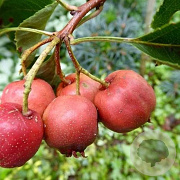 Crataegus pin. 'Big Ball' 8-10 HO draadkluit
