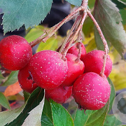 Crataegus pin. 'Big Golden Star' 6-8 HO draadkluit