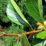 Crataegus succulenta 'Jubilee' 6-8 HO draadkluit