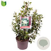 Escallonia 'Iveyi' 40-50 cm 5,0L