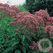 Eupatorium mac. 'Riesenschirm' GM P9
