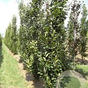 Fagus orientalis 'Iskander' 6-8 HO draadkluit