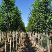 Fraxinus e. 'Altena' 8-10 HO draadkluit