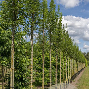 Fraxinus o. Obelisk 6-8 HO draadkluit