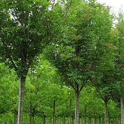 Fraxinus o. 'Paus Johan.-Paulus II' 6-8 HO draadkluit