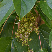 Idesia polycarpa 8-10 HO draadkluit