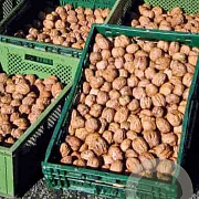 Juglans r. 'Mars' 6-8 HO draadkluit