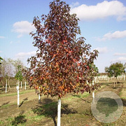 Liquidambar s. 'Moraine' 8-10 HO draadkluit