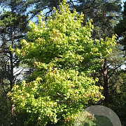 Liquidambar s. 'Schock's Gold' 6-8 HO draadkluit