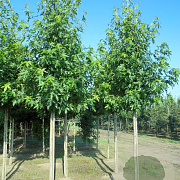 Liquidambar s. 'Worplesdon' 8-10 HO draadkluit