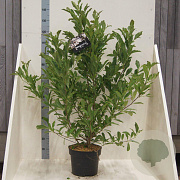 Magnolia stellata 125-150 cm 10L meerstammig