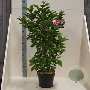 Magnolia 'Susan' 125-150 cm 10L meerstammig