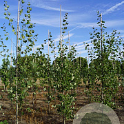 Populus tremula 8-10 HO draadkluit