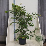 Prunus accolade 150-175 cm 20L meerstammig
