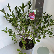 Prunus 'Carmine Jewel' 40-50 cm 5,0L