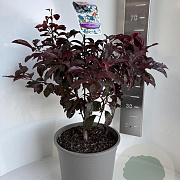 Prunus 'Trailblazer' 50-60 cm 5,0L