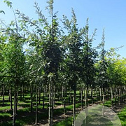Quercus cerris 6-8 HO draadkluit