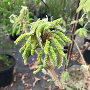 Quercus dent. 'Carl Ferris Miller' 6-8 HO draadkluit