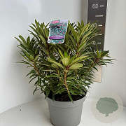 Rhododendron (AP) 'Graziella' 40-50 cm 5,0L