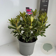 Rhododendron 'Nova Zembla' 40-50 cm 5,0L