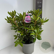 Rhododendron 'Roseum Elegans' 40-50 cm 5,0L