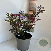 Sambucus nigra Black Beauty 40-50 cm 5,0L