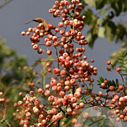 Sorbus auc. 'Aspleniifolia' 6-8 HO draadkluit