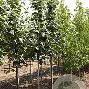 Sorbus latifolia 'Henk Vink' 6-8 HO draadkluit