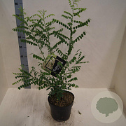Styphnolobium japonicum 60-80 cm 6L meerstammig