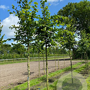 Tilia cordata 'Böhlje' 6-8 HO draadkluit
