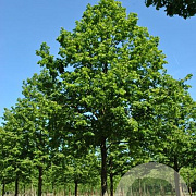 Tilia plat. 'Rubra' 6-8 HO draadkluit