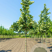 Tilia tomentosa 'Brabant' 6-8 HO draadkluit