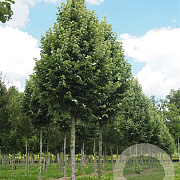 Tilia tomentosa 'Grey Pillar' 8-10 HO draadkluit