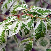 Zelkova serrata 'Variegata' 6-8 HO draadkluit