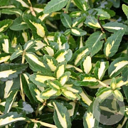 Euonymus fort. 'Sunspot' 25-30 cm 3,5L