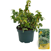 Euonymus fort. 'Sunspot' 25-30 cm 3,5L