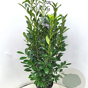 Prunus l. Elly 100-120 cm 10L