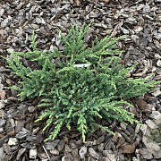 Juniperus communis 'Ristol' 50-60 cm 6,5L